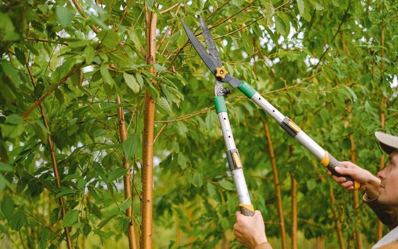 Tree trimming in Hawarden, IA